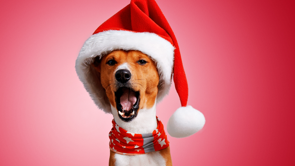 Top 10 Christmas Gift Ideas for Dogs